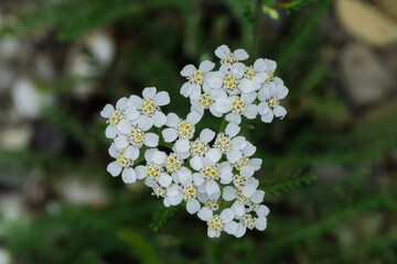 white wildflower cluster growing in lush green grass