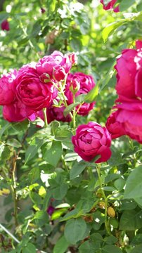 oses blooming plants on ground in summer sunny day