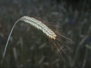 Kłos zboża © EwaAF