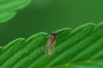 Green leaf with fly on it
