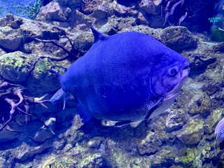 Large pacu fish, known for its impressive size and distinct blue coloration, gracefully navigates...