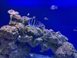 Beautiful sergeant major fish swimming gracefully in a large blue aquarium, gliding near vibrant...