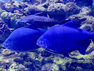 Two large, vibrant blue fish swim gracefully alongside a smaller, darker fish in a rocky, planted...