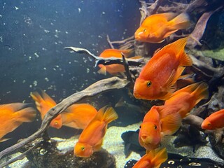Several blood parrot cichlids swimming gracefully in a freshwater aquarium, displaying their...