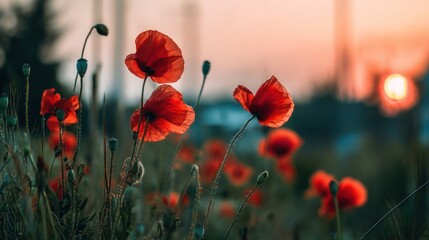 Fototapeta premium Vibrant red poppies at sunset