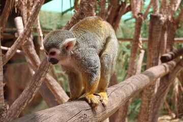 A captivating image of a squirrel monkey balancing on a wooden branch within a lush forest environment, surrounded by natural textures and vivid greenery. Perfect for illustrating wildlife and nature 