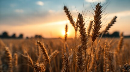 Naklejka premium Golden wheat field at sunset