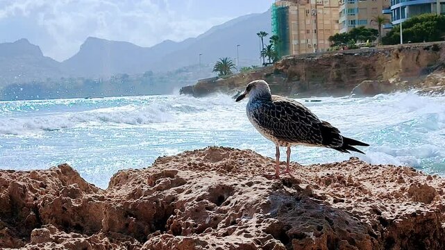 Gaviota libre posada en roca mirando olas de mar