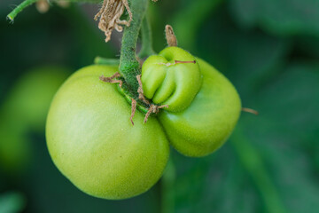Unique green tomatoes are actively growing beautifully on a vibrant vine right now