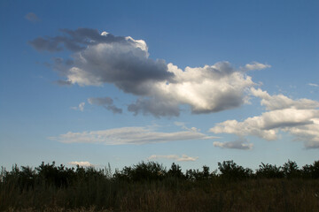 A field with trees and blue sky