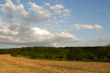 Fototapeta premium A field with trees and blue sky