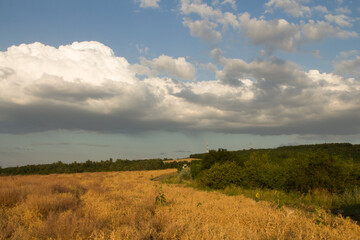 Obraz premium A field with trees and clouds