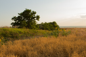 Fototapeta premium A field with grass and trees