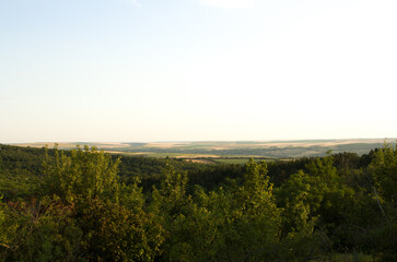 Obraz premium A forest with lightning