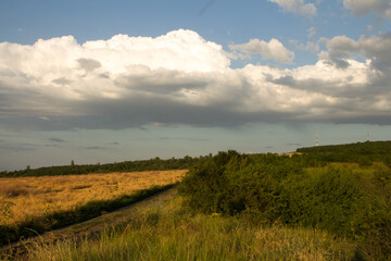 A grassy field with trees and clouds in the sky