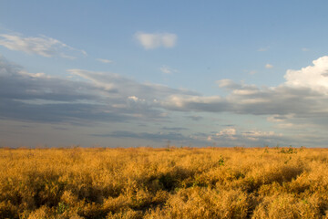 Fototapeta premium A field with bushes and trees