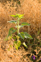 A plant in the middle of a field