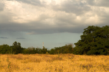 A field with trees and grass