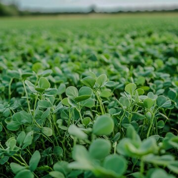 A vibrant lentil field for World Lentil Day Focus on the lentil plants