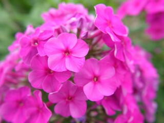 Fototapeta premium pink flowers in the garden