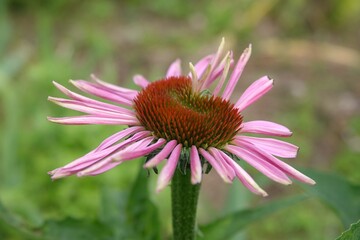 Obraz premium bee on a flower