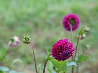 purple thistle flower