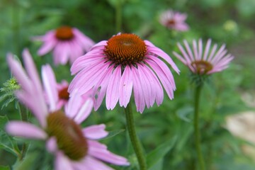 bee on a flower