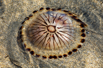 jellyfish on sand