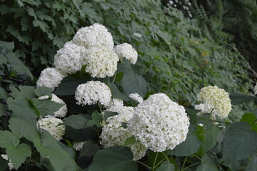 white flowers in the garden