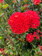 Brazil, Barreirinhas- 2023, May: Jungle Geranium