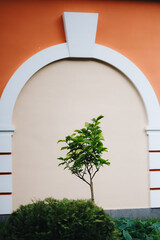 Small Tree Against Elegant Archway Background