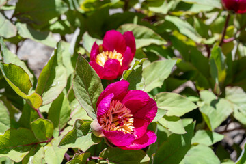 Obraz premium Chinese peony. Paeonia lactiflora is a species of herbaceous perennial flowering plant in the family Paeoniaceae, native to central and eastern Asia from eastern Tibet across northern China to eastern