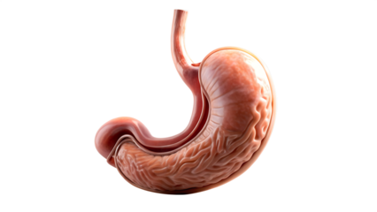 Detailed Human Stomach Anatomy Illustration on Transparent Background