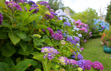 Obraz premium Magnifiques hortensias en fleurs dans un jardin en Bretagne-France