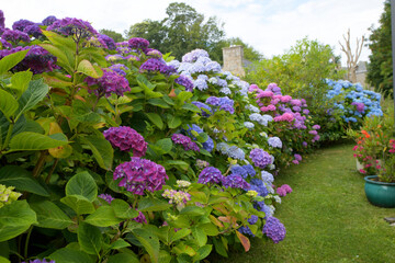 Magnifiques hortensias en fleurs dans un jardin en Bretagne-France