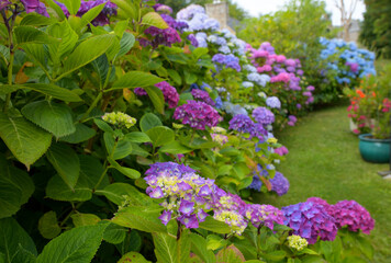 Magnifiques hortensias en fleurs dans un jardin en Bretagne-France