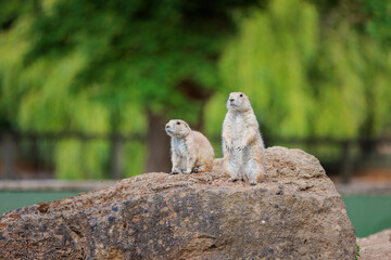 Group of Black Tailed Prairie Dogs Standing funny on a rock