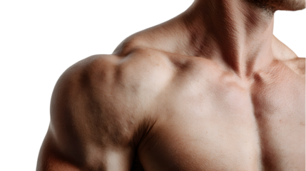 Shoulder, isolate on white background 