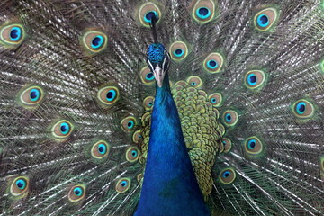 Obraz premium peacock with feathers