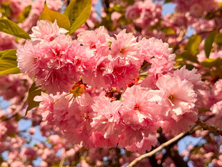 Pink Cherry Blossom Branches Covered with Blooms in Spring