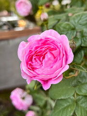 Pink Rose in Full Bloom on Leafy Bush