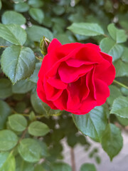 Obraz premium Bright Red Rose with Yellow Stamen Blooming in Garden Sunlight