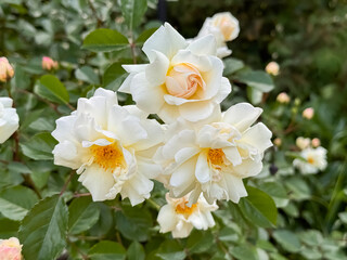 White Roses with Orange Stamens and Buds Blooming in Garden Bush