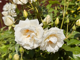 White Roses with Orange Stamens and Buds Blooming in Garden Bush