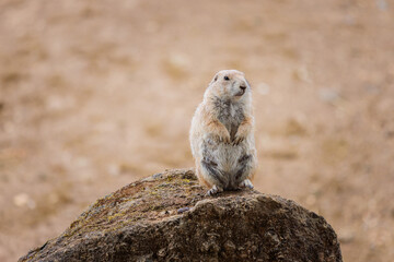 Group of Black Tailed Prairie Dogs Standing funny on a rock