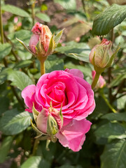 Pink Rose with Buds Growing in Garden Natural Sunlight Close-Up