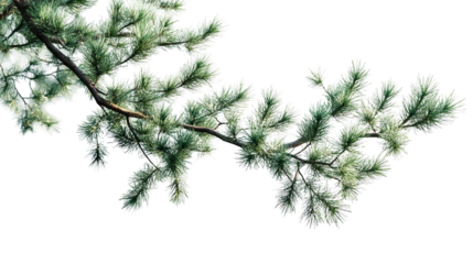 A branch of a vibrant pine tree adorned with fresh needles bathed in sunlight evoking a sense on transparent background
