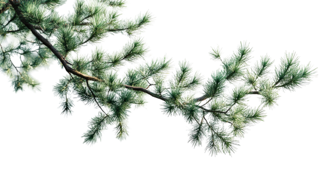 A branch of a vibrant pine tree adorned with fresh needles bathed in sunlight evoking a sense on transparent background