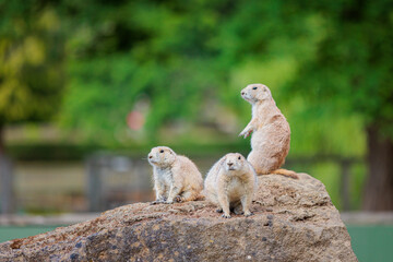 Group of Black Tailed Prairie Dogs Standing funny on a rock