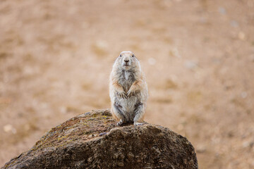 Group of Black Tailed Prairie Dogs Standing funny on a rock